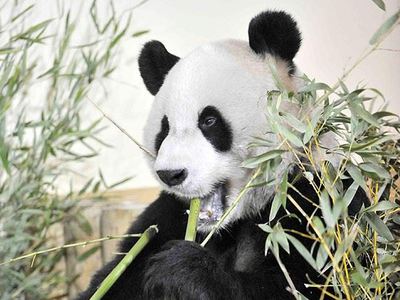 Çin'de panda nüfusu artıyor