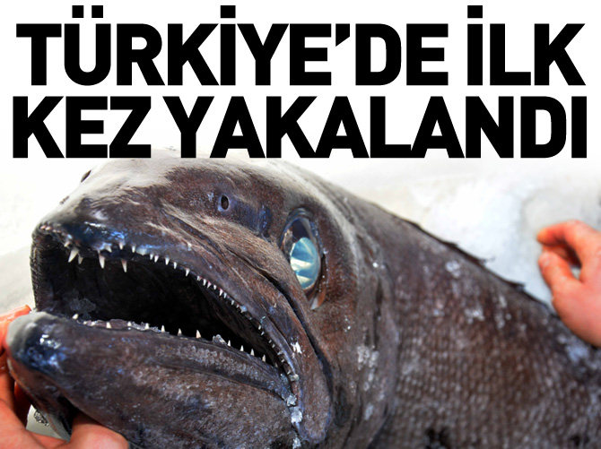 Türkiye sularında bir ilk! Muğla açıklarında yakalandı