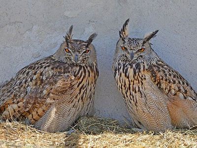 İnsanlara saldıran kuşa yakalama kararı