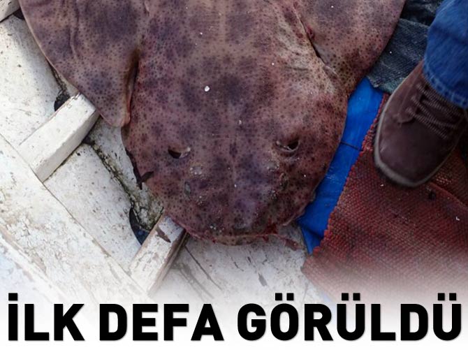Bu balık körfezde ilk defa görüldü