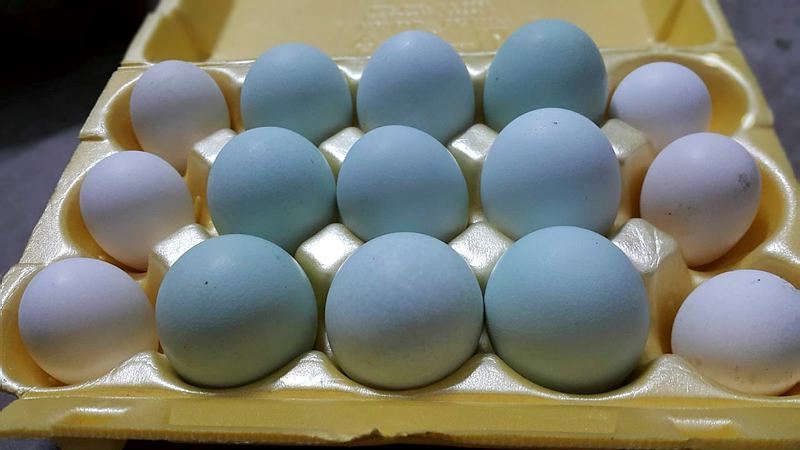 Otomobil fiyatına Osmanlı tavuğu! - 2