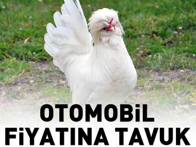 Otomobil Fiyatina Osmanli Tavugu A Haber En Son Haberler