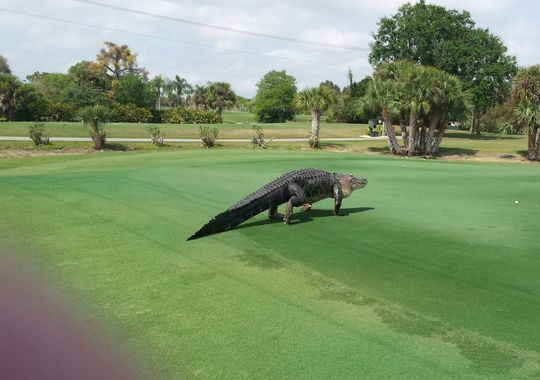 Golf sahasında davetsiz misafir - 1