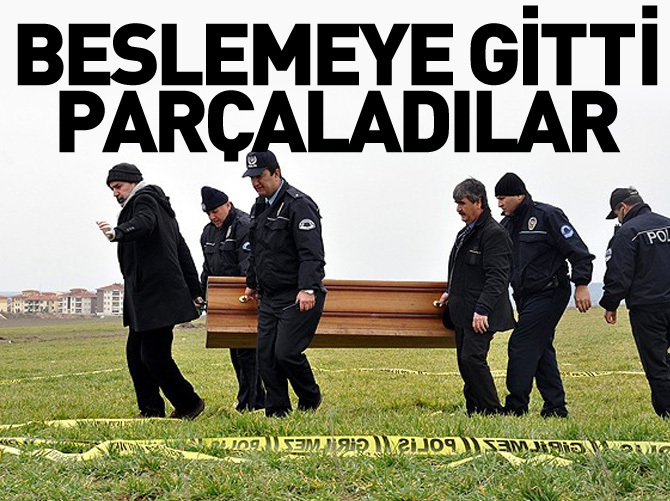Eskişehir'de sokak köpekleri kadını parçaladı