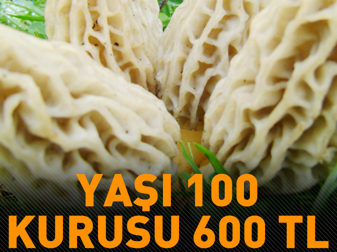 Kuzugöbeği'nin kilosu yaşı 100, kurusu 600 lira
