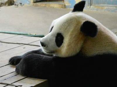 Panda ısırığına 80 bin dolar tazminat