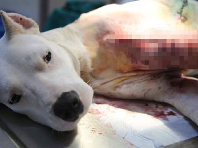Tüfekle vurulan köpek tedaviye alındı