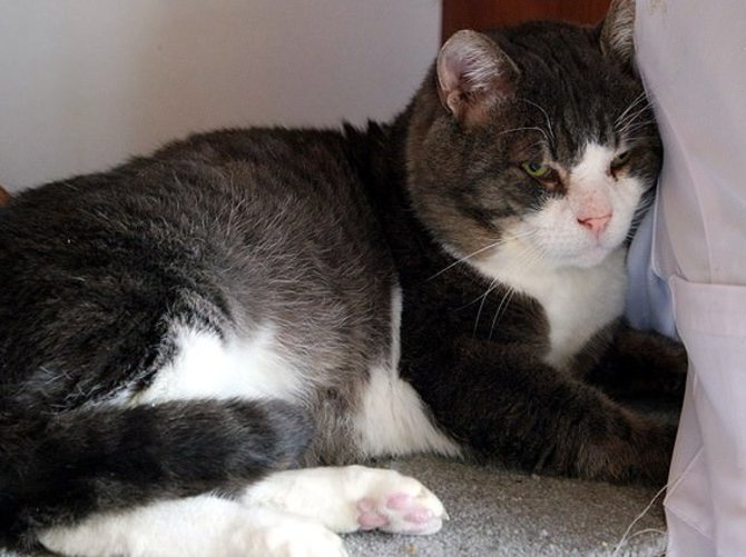 "Obez kedi" diyetle 4 ayda 5,5 kilo verdi