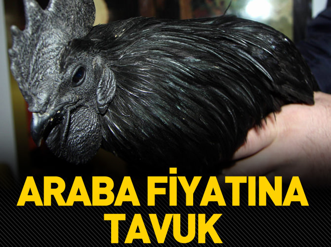 Araba fiyatına tavuk