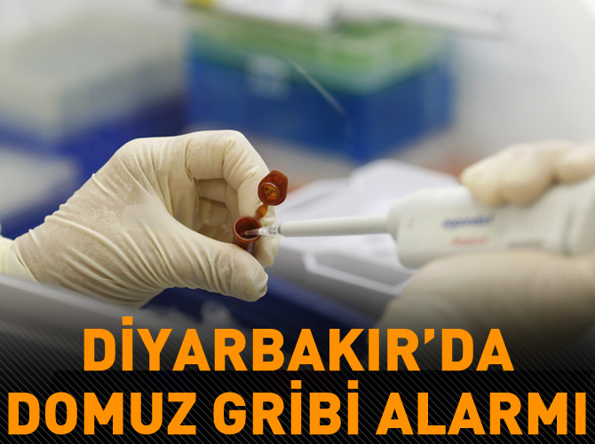 Diyarbakır'da domuz gribi alarmı