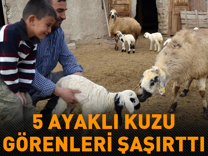 Konya'da 5 ayaklı kuzu doğdu