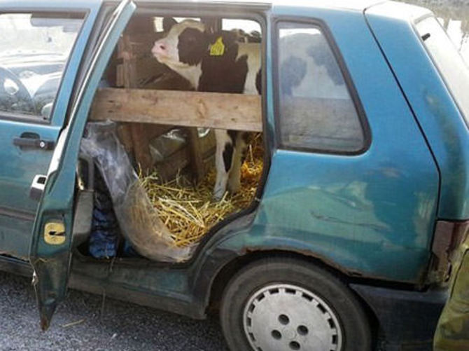 Her yere gidebilen seyyar ahır şoke etti