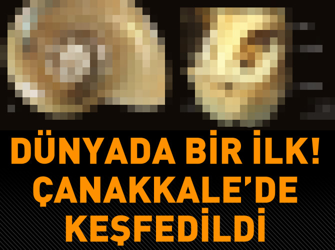 Çanakkale’de yeni bir canlı türü bulundu
