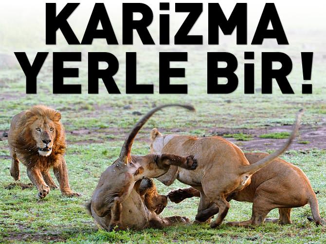 Aslan kralın karizma yerle bir oldu
