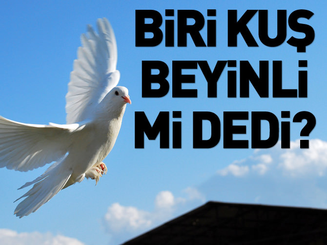 Az duyduğunuz ilginç bilgiler
