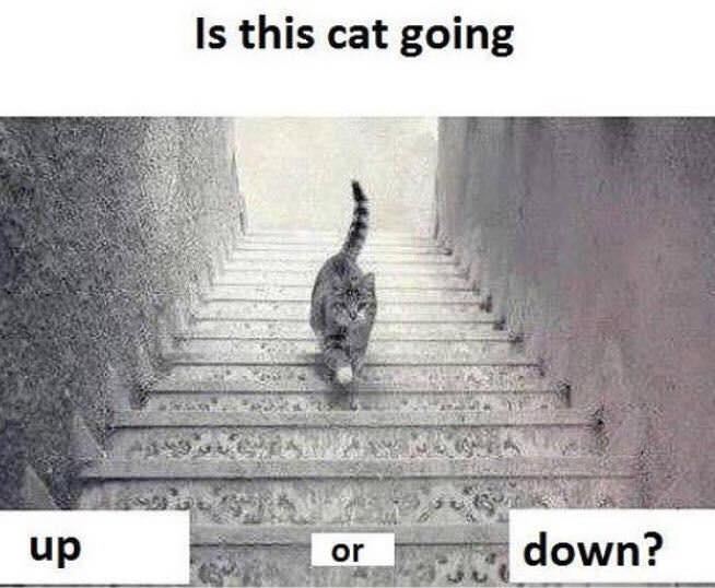 Kedi iniyor mu? Çıkıyor mu? - 1