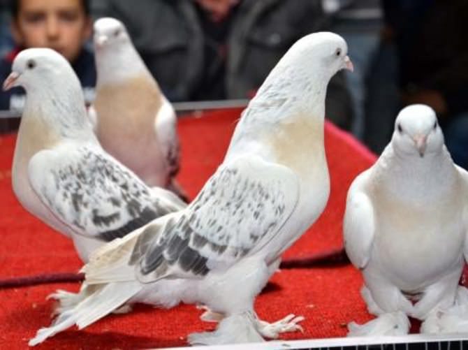 Bir çift güvercin tam 19 bin TL'ye satıldı