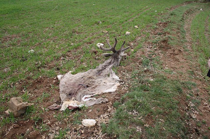 Kızıl geyikleri vurup etlerini aldılar! - 1