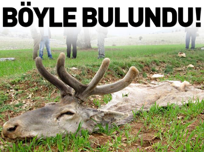 Kızıl geyikleri vurup etlerini aldılar!