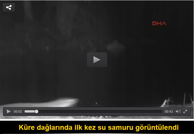Küre dağlarında ilk kez su samuru görüntülendi