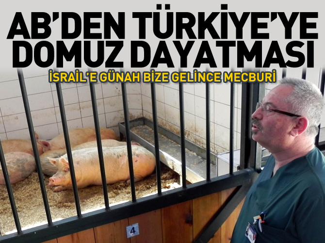 AB’ye uyum için üniversitede domuz yetiştirilmeye başlandı!
