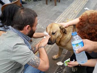 Sosyal medyada günün konusu: O köpek mi?