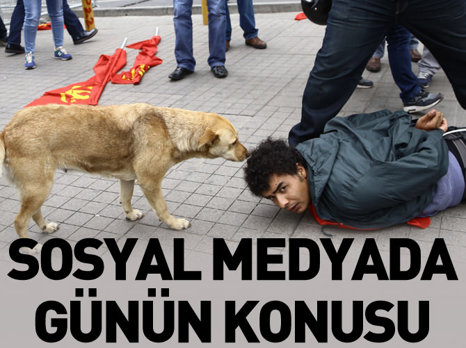 Sosyal medyada günün konusu: O köpek mi?