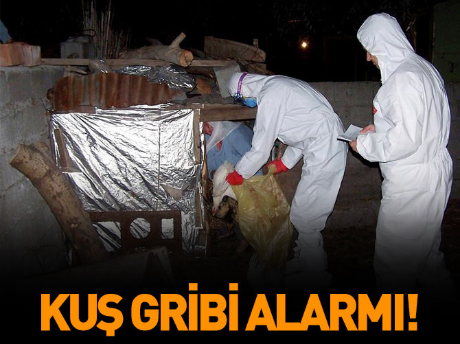 Bandırma'da kuş gribi alarmı!