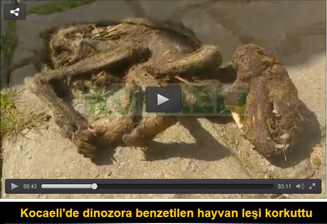 Kocaeli'de dinozora benzetilen hayvan leşi korkuttu