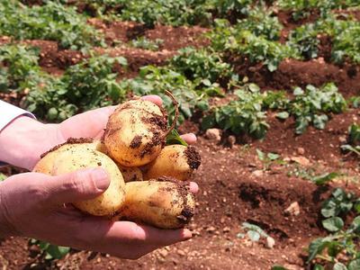 Patates fiyatları yeni mahsullerle düşmeye başladı