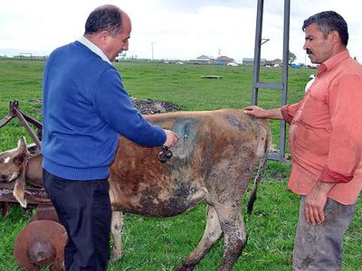 "Nefer" bitkisi 35 hayvanı telef etti