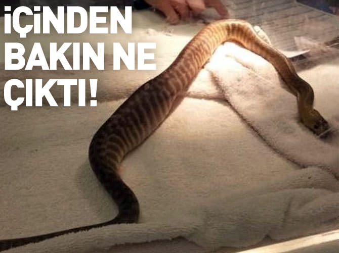 Piton'un içinden çıkan şey şoke etti!