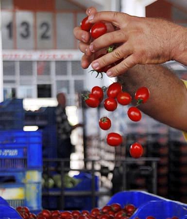 Domates ve biber fiyatı dibe vurdu