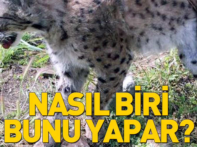 Ağaca bağlı ölü vaşak bulundu