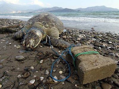 Parke taşı bağlanan deniz kaplumbağası telef oldu