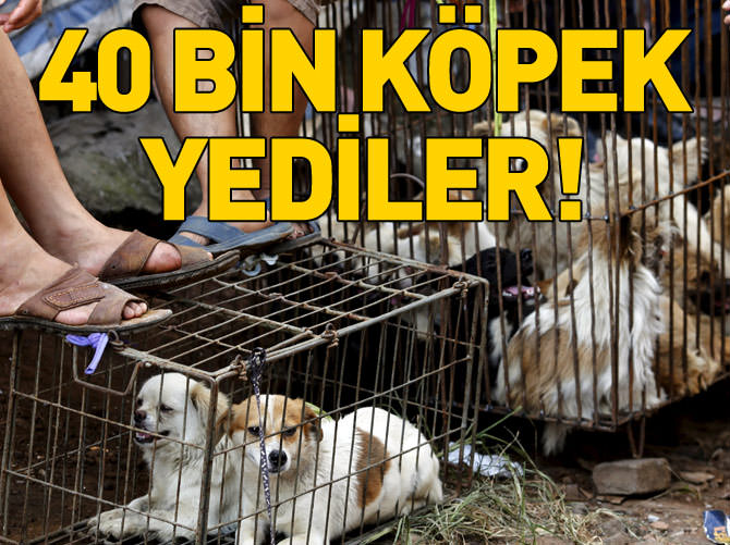 “Köpek eti festivali” için 40 bin köpek kesildi