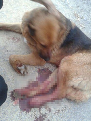 Komiser Yardımıcısı karakol bahçesinde köpek vurdu - 2