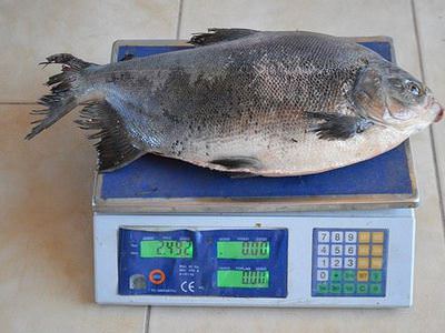 İznik Gölü'nde 2,5 kiloluk pirana yakalandı