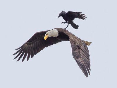Kartal üzerinde bir karga!