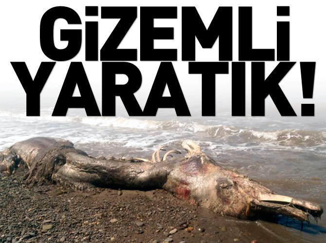 Rusya'da sahile vuran gizemli canlı