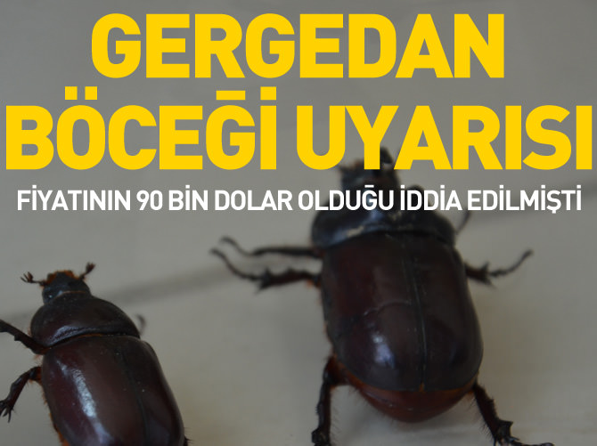 "Gergedan böceği Türkiye'nin her yerinde görülebilir"