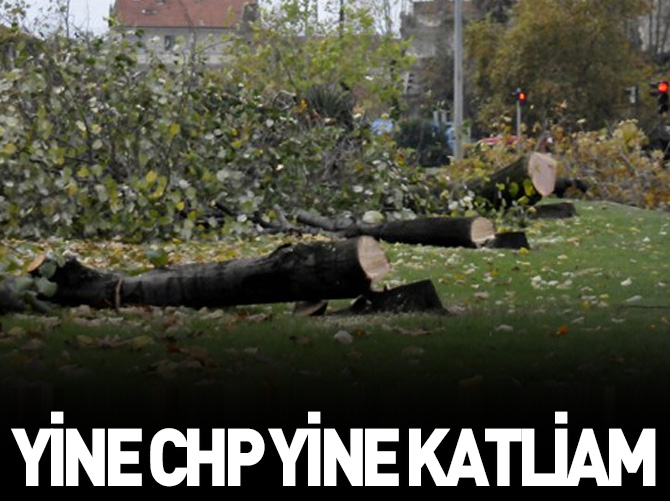 Başkan yine ağaç katletti
