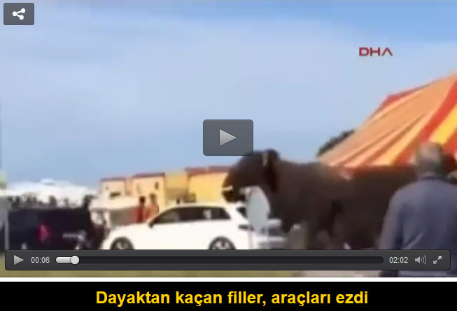 Dayaktan kaçan filler, araçları ezdi