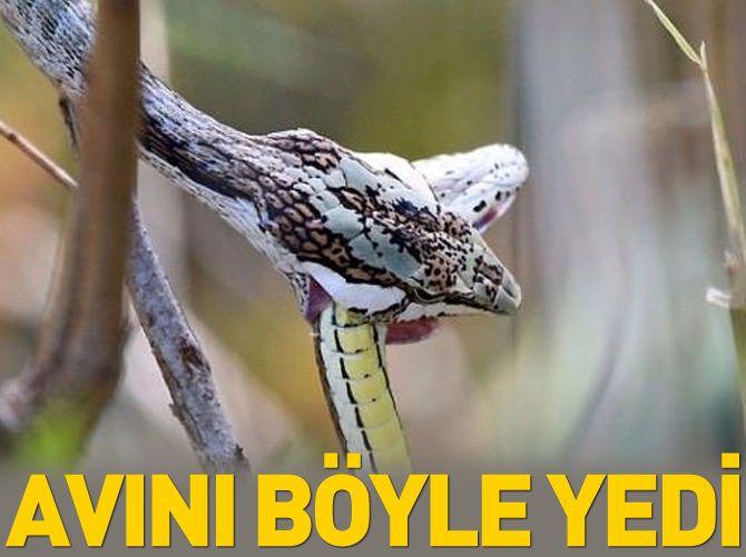 Avını böyle yedi
