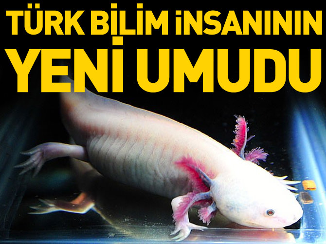 Türk bilim insanının yeni umudu: 'Aksolotl'