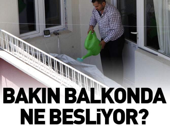 Balkonunda 70 bin solucan besliyor