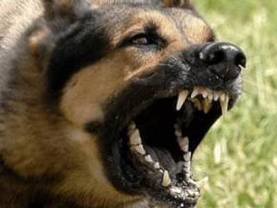 Balıkesir'de sokak köpeği dehşeti