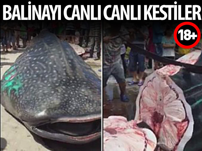 Balina köpekbalığını canlı canlı kestiler (+18)