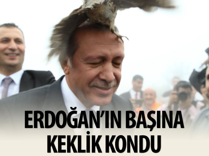 Erdoğan’ın başına keklik kondu