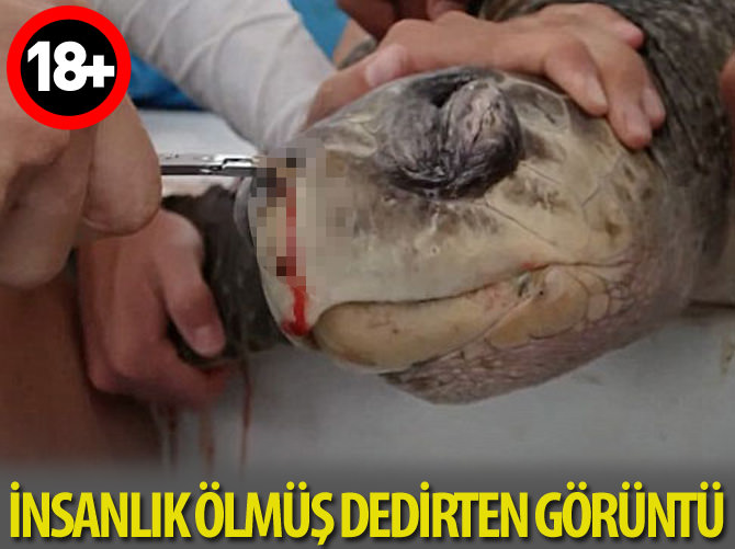 Bunun adı vahşet